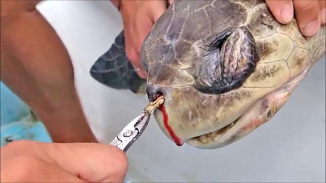 tartaruga marinha com canudo no nariz