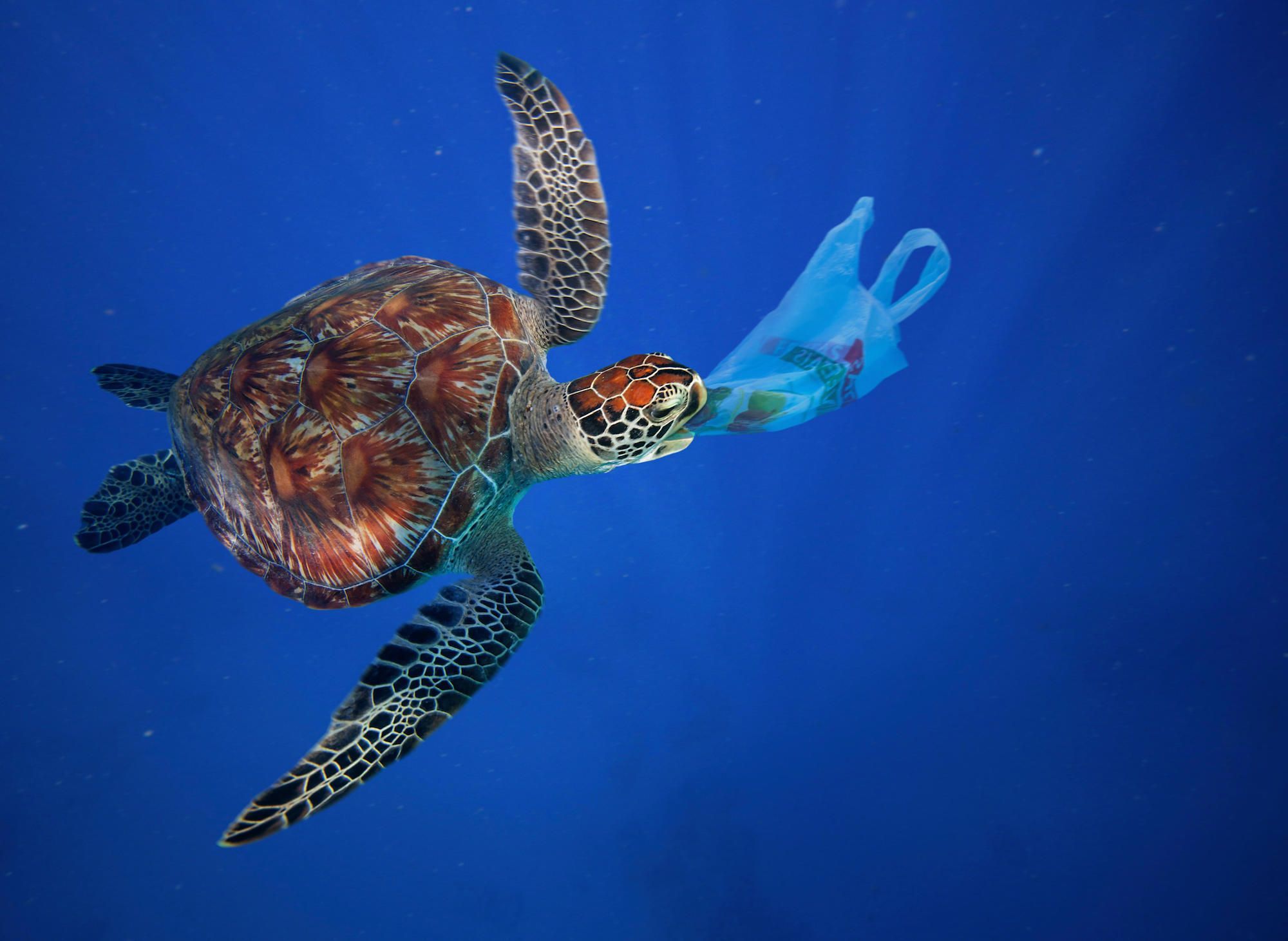tartaruga comendo plastico