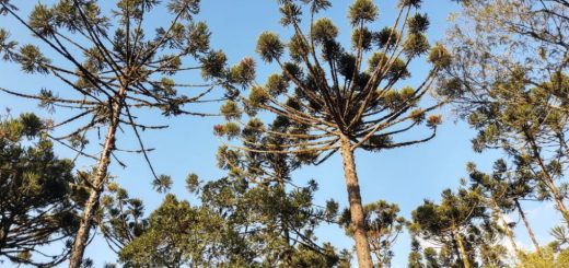 Dia Nacional da Araucária - professor desenvolve técnica para salvar a árvore de extinção