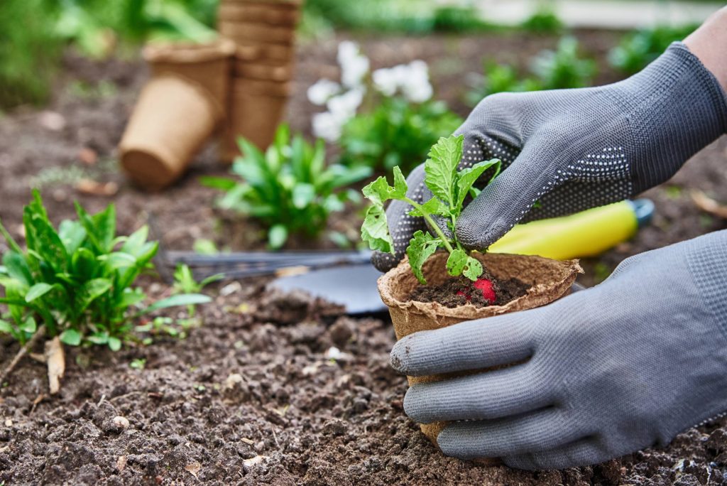 Embrapa oferece cursos online de compostagem e hortas em pequenos espaços