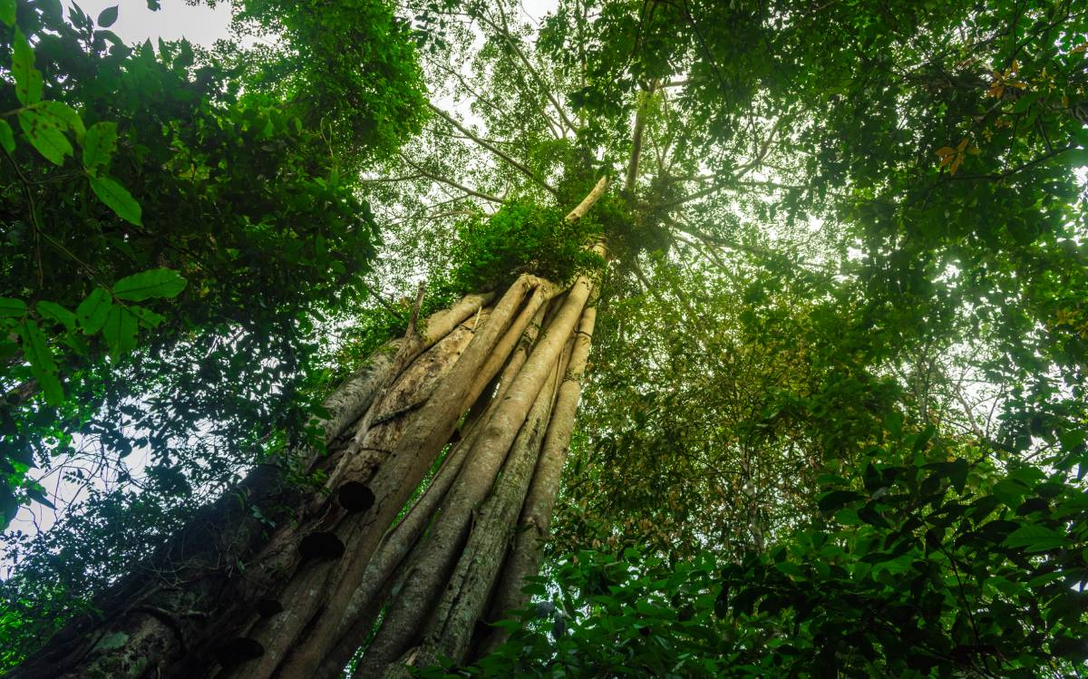 ONU quer aumento de 3% da área florestal global até 2030
