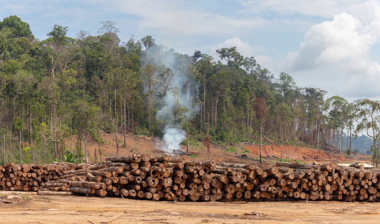 Organizações propõem medidas para evitar colapso na Amazônia